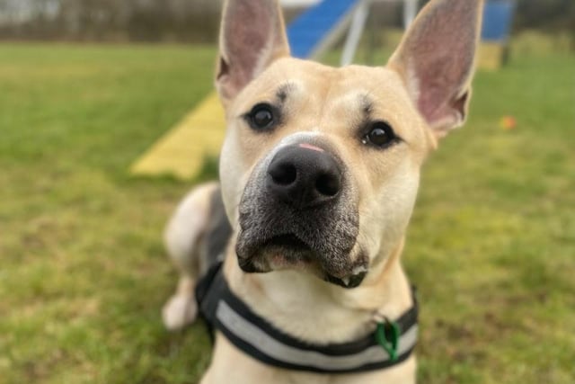 This is Mars, he is a one-year-old cross breed that came in as a stray. He is a super clever boy and is looking for a home that will continue with his training. He is looking to be the only dog in the home as he is worried by other dogs. He is strong on the lead but works really hard on his loose lead walking. He can be left for up to two hours while he is settling but this can be built up. He can live with children over 11.