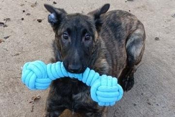 Five-month old puppy Bella is looking for an exceptionally experienced dog owner, preferably with German or Belgium Shepherd breeds. Bella has high energy levels and needs lots of mental stimulation in order to make a well-behaved adult dog. Training is needed in all areas. Long term, Bella would benefit channelling her mental energy in a positive manner such as agility, trick training or maybe fly ball. Bella gets easily bored and will need someone at home most of the time, including her adult life to cater for her demanding personality. Bella could be re-homed with a well socialised, calm-natured male dog.