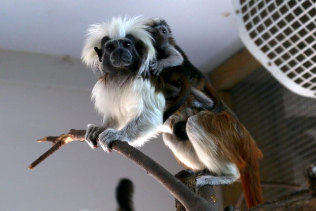 The  birth of two critically endangered Cotton Top Tamarin babies came  just in time for the park’s platinum jubilee party. The baby monkeys, who are one of the smallest primates in the world, are a critically endangered species and the park is a designated conservation hub to help save them from extinction.