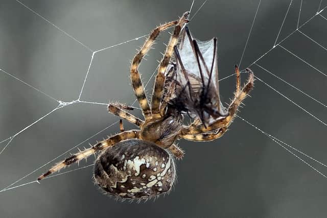 Giant spiders are heading into homes again.