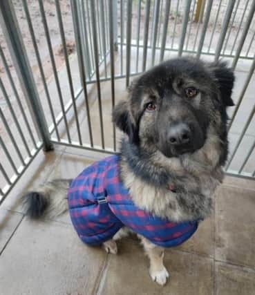 Baloo is available for adoption. More details can be found on the rescue centre's facebook group.