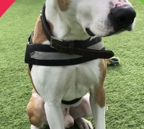 A 6-year-old Staffordshire Bull Terrier, Bronco is a little shy at first, but comes around to his new surroundings quickly. He is uncomfortable around other dogs but is easily managed.