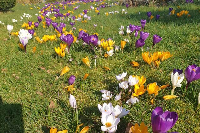Worksop Rotary Club have planted more than 1,000 crocuses to bloom in Spring at Oasis Community Gardens.