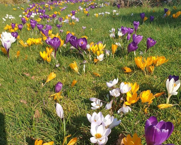Worksop Rotary Club have planted more than 1,000 crocuses to bloom in Spring at Oasis Community Gardens.
