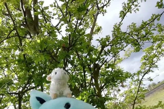 K Green, aged 16, from Retford, was joined on his sponsored walks by Pilchard, who is a plush backpack, and the famous cat from Bob the Builder.