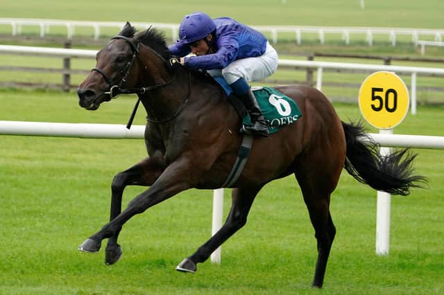 (PINATUBO) – Champion 2yo Pinatubo, who is a warm favourite for the Qipco 2,000 Guineas this Saturday. (Photo by Alan Crowhurst/Getty Images)