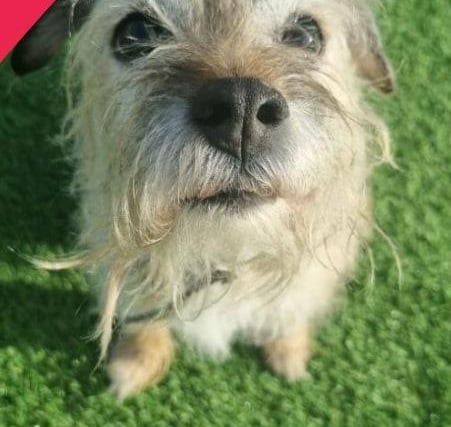 An almost 14-year-old Border Terrier, Pepper is looking for a home with Ziggy to spend the rest of their days. She will require a quieter home and is an adorable dog that loves a cuddle.