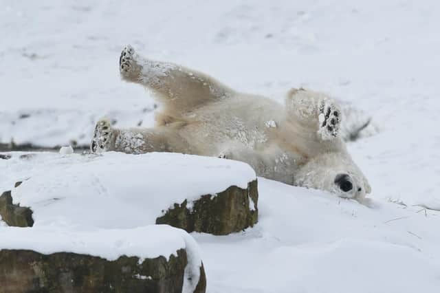 A polar bear enjoys a roll in the snow at Yorkshire Wildlife Park