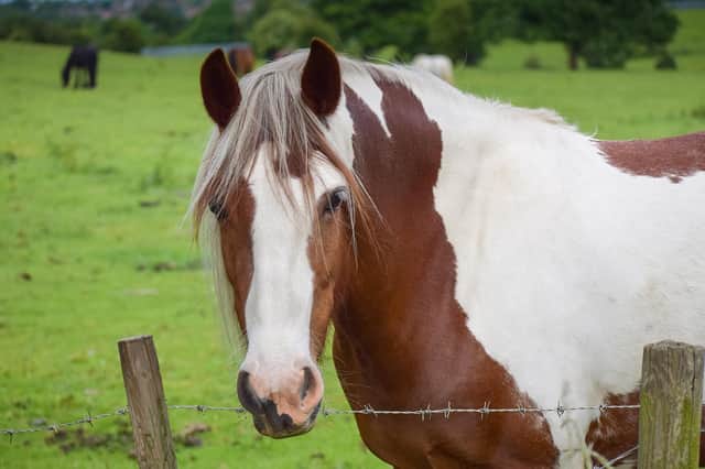 "I am urging people to stop feeding any equine that does not belong to them as this can cause serious illness and be potentially life threatening."