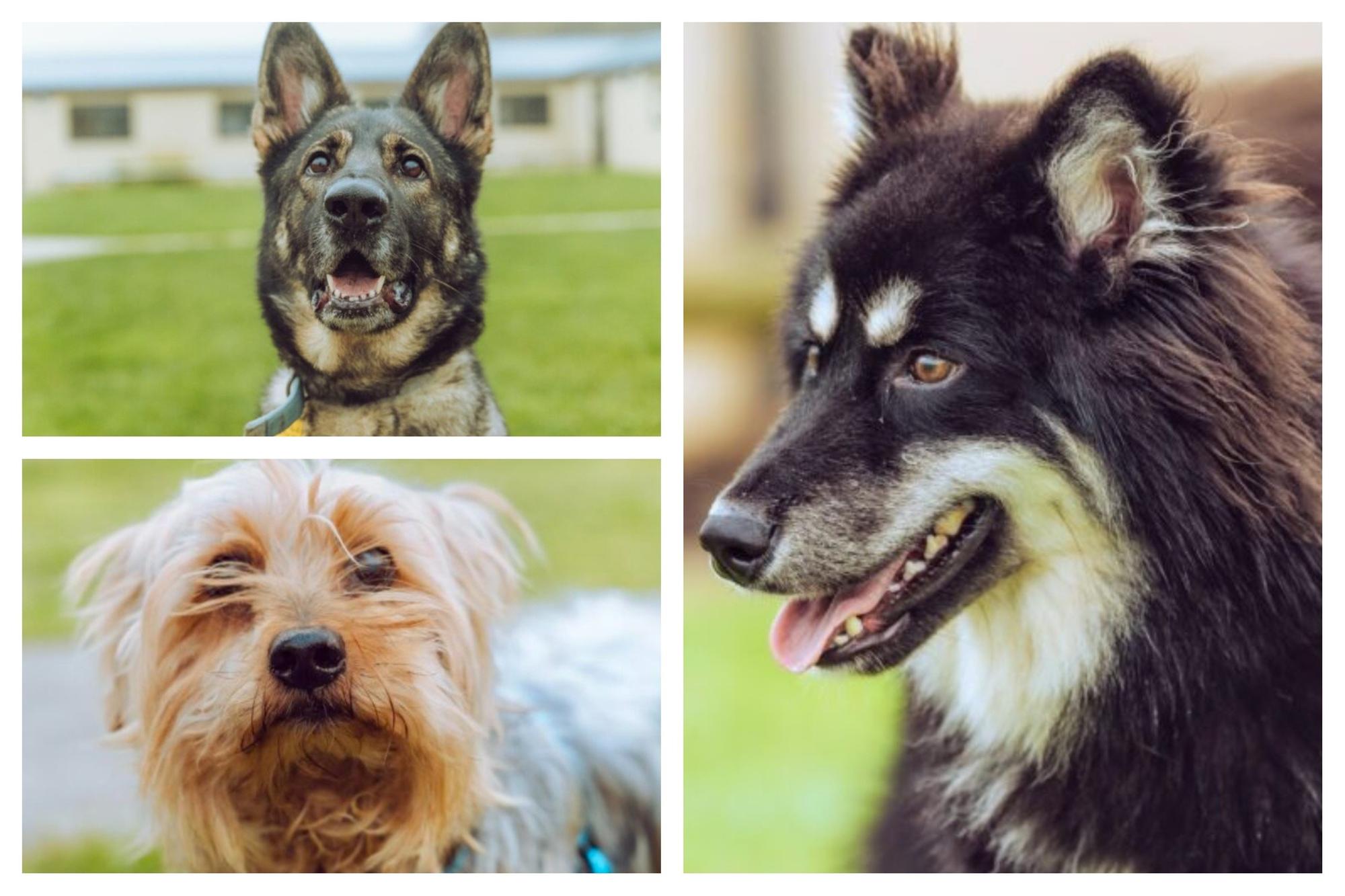 Meet 11 adorable rescue dogs in the care of the RSPCA and looking for ...