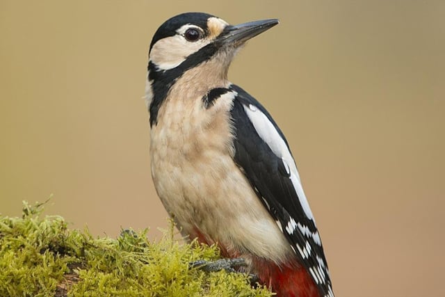 Sherwood Forest is not only a haven for outlaws, but also woodpeckers. And this Friday and Sunday (9 am to 10.30 am), you can join a wildlife expert on a guided 90-minute walk, designed to reveal more about these iconic birds among Robin Hood's trees. With the UK's three native woodpeckers species -- great spotted, lesser spotted and green -- all resident, the forest resounds to their unmistakable drumming throughout the winter and spring.