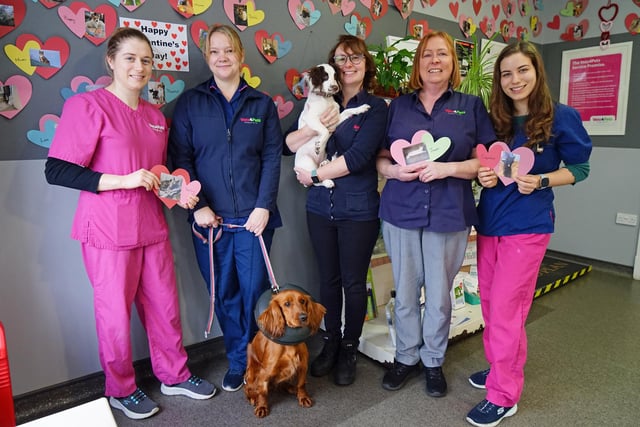 Valentine's day board at Vets4pets. Pictured - Carla Musgrove, Sophie Riley with Daisy, Echo Gopling with Penelope, Shelley Shipman and Alice Varney.