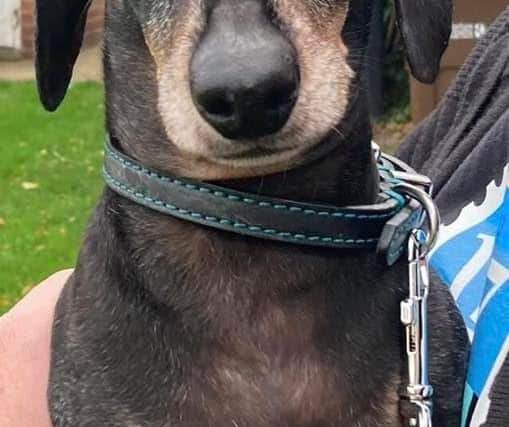 Police have said nothing can be done after the dachshund was bitten by another dog as he is not a human.