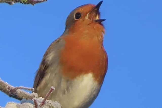 A stunning photo from David Hodgkinson shows a robin singing for its supper, against a strikingly blue sky.