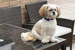 Lynne Oldale: Here's my little shih tuz Bentley 5-years-old the light of my life