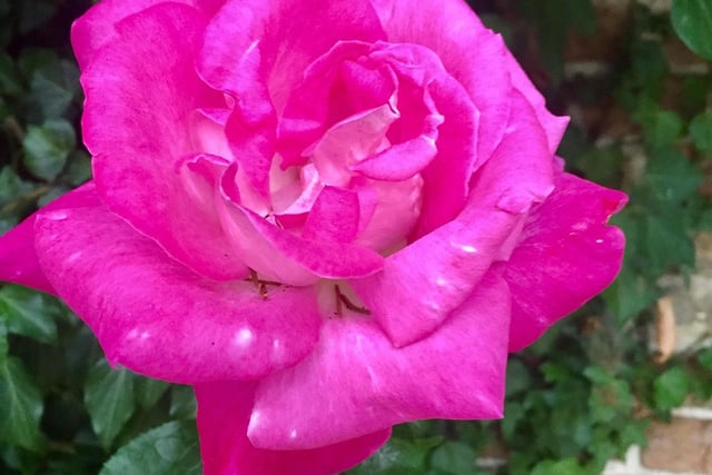 The colours are vibrant in this shot of a rose at Gate Burton, photographed by Kim Welberry.