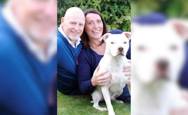 Niro, a Staffordshire Bull Terrier, has been reunited with owners after being stolen