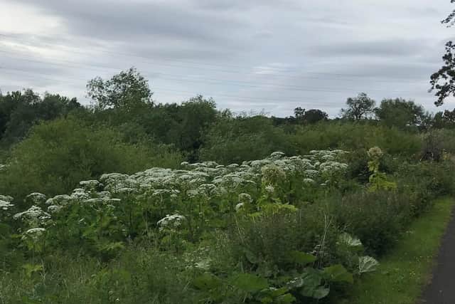 Giant hogweed growing alongside a road. People are being warned to steer clear of the poisonous plant