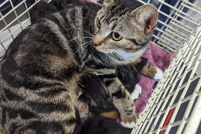 The mother and kittens were taped up in a crisp box and dumped on the outskirts of Worksop