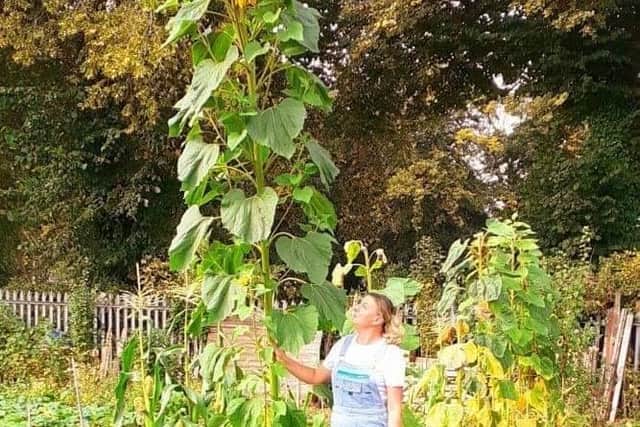 Agnieszka Tyczynska grew massive sunflowers reaching up to six metres.