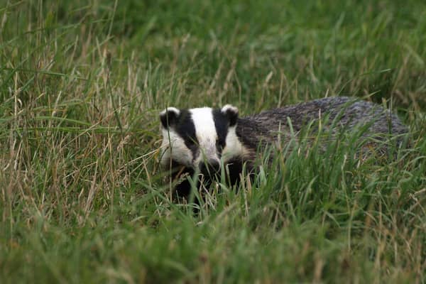Badgers across England are facing the biggest ever seasonal cull this autumn. Photo by Pixabay/Greg Newman.