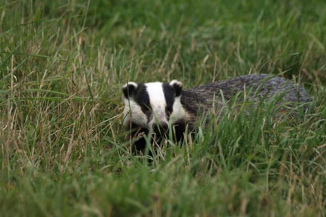 Badgers across England are facing the biggest ever seasonal cull this autumn. Photo by Pixabay/Greg Newman.