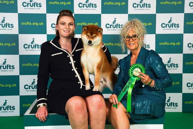 Michaella Dunhill-Hall and Liz Dunhill from Clumber Park, with Yang, a Japanese Shiba Inu, which was the Best of Breed winner today (Sunday 12.03.23), the last day of Crufts 2023, at the NEC Birmingham.
Crufts 2023 is taking place between the 9th and the 12th March 2023, at the NEC, Birmingham.