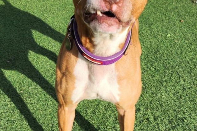 Arnold is described as a "pocket rocket", with heaps of energy. He would best fit a "very active" home and would make a great running companion, and is good with other dogs when on walks. The six-year-old has a sensitive side and can be quite wary in some situations. He is best suited to an experienced owner with a secure garden.