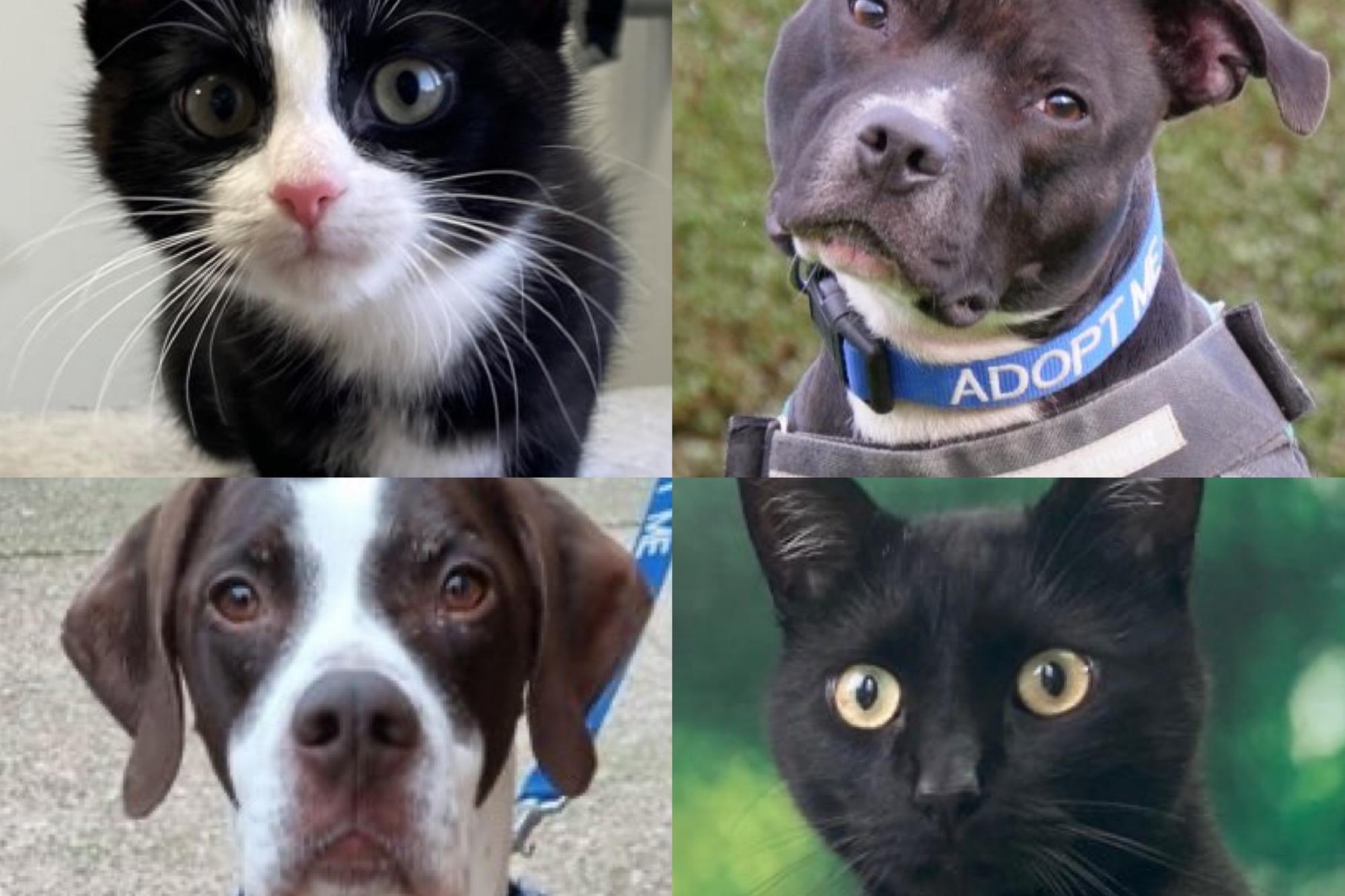 Here are 11 dogs and cats that are currently looking for their forever ...
