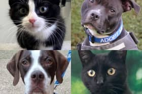 Could you give any of these beautiful animals a home?