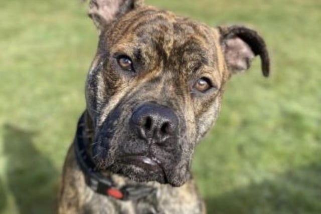 This is Henry, he is an eight-month-old Staffie cross. He is a sweet and bouncy boy that is learning to keep all four paws on the floor. He will need a family that will help him continue with his training. He can live with children over 14 but will need to be the only dog in the home as he is worried by other dogs. He can be left for two hours while he is settling in but this can be built up.