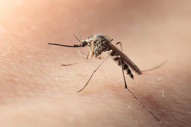 Mosquito numbers are rising in the UK. Photo: Nesterenko