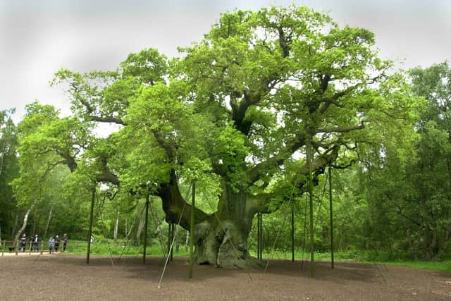 Sherwood forest's famous Major Oak.