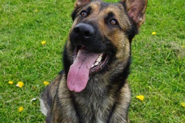 Police dog Quantum has been honoured for his bravery. Photo: Nottinghamshire Police