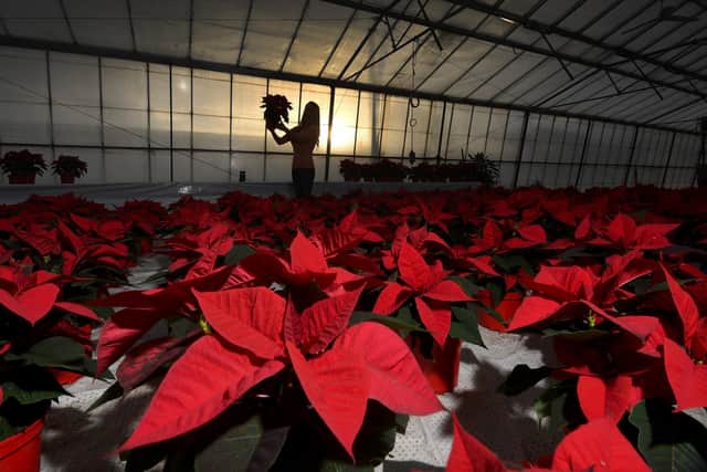 Feature on Poinsettis's grown at Darfoulds Nursery, near Worksop. Rebecca Ward is pictured with the Poinsettia's .29th November 2021..