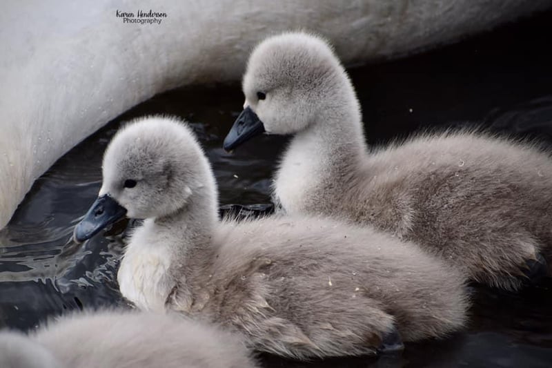 Another picture of the swans in the Beveridge Park, this one of two cute cygnets courtesy of Karen Henderson.