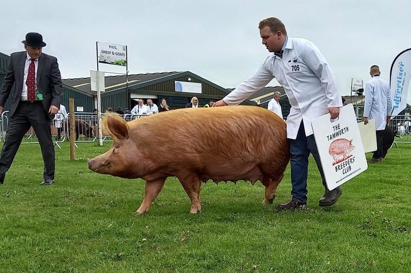 There was a pig show at this year's Nottinghamshire County Show