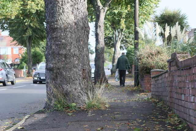 Roots from the trees are lifting up pavements, and residents fear they may cause damage to homes.