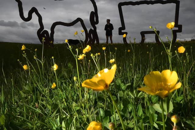 Buttercups in bloom by the pit pony sculpture, on the old Kiveton Park Colliery, Kiveton Community Woodland. (Picture: SWNS).