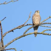 A beautiful photo from Eastwood's Ivan Dunstan shows a stunning kestrel against a bright blue sky.