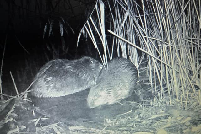 Watch: Baby beavers born at Bassetlaw Wildlife Trust nature reserve ...