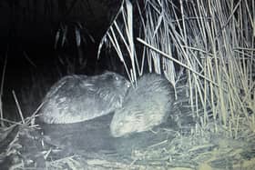 Beaver kits were pictured in the enclosure earlier this month.