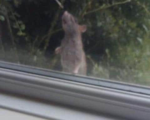 Large rats were also frequently seen in the street - with one caught on camera peering through Shannon’s window