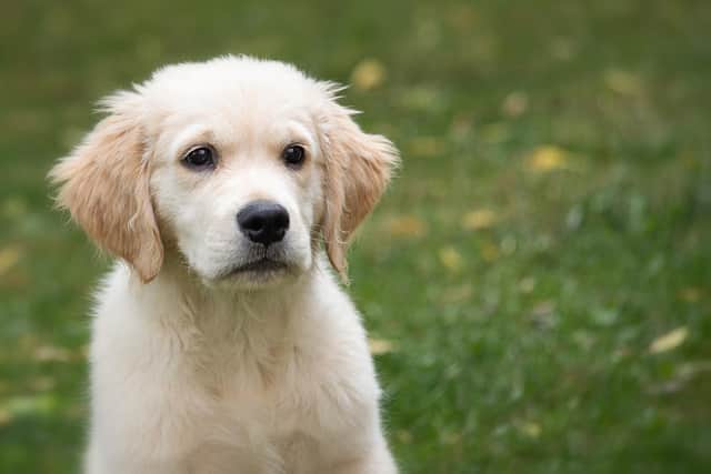 The heightened demand for puppies over the pandemic has seen a rise in unlicensed dog breeders.