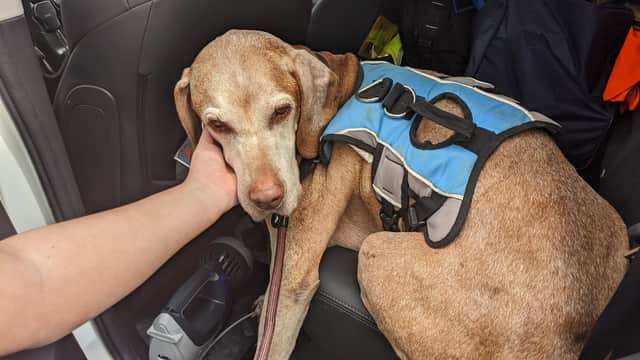 The adorable pooch was found on the M1 near Barlborough by traffic officers carrying out their daily duties (picture: Highways England).