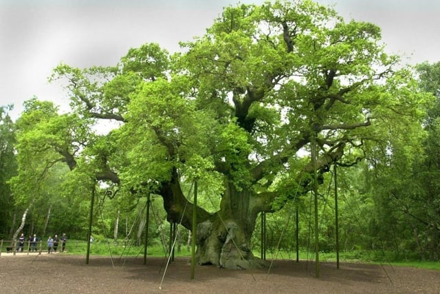 A trip to the home of Robin Hood should be on everyone's bucket list. The majestic Sherwood Forest is a royal forest near Edwinstowe. It is also home to The Major Oak, which is one of the biggest trees in Britain.