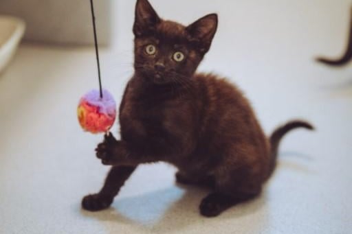 Could you find room in your home for this playful kitten?