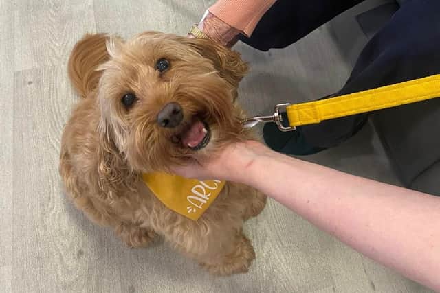 Archie, Volunteer Dog, receiving fuss from patients