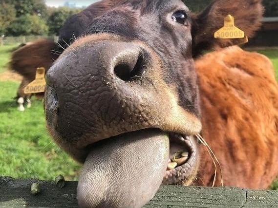 Stonebridge City Farm is a slice of the country in the heart of Nottingham City. Free to enter and open every day for everyone to enjoy it's the perfect place to spend some time over half term.