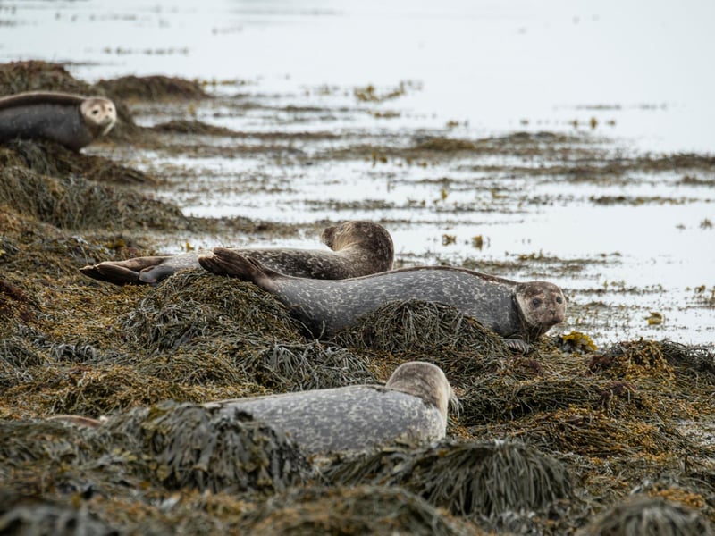 The 'Big Five' of Scottish wildlife at the otter, red squirrel, red deer, harbour seal and golden eagle. There are several great place to see each of them, but if you want a real challenge, it's possible to see them all within about 20 miles of Fort William. Book an organised tour or do your research and see if you can tick them all off in 24 hours.